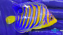 Misbar Red Sea Regal Angelfish 1-1