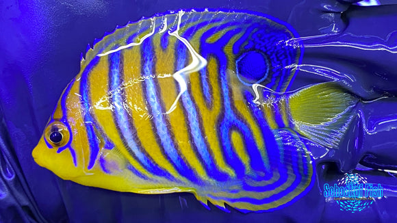 Misbar Red Sea Regal Angelfish 1
