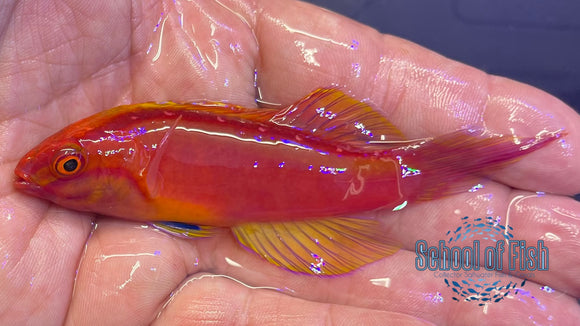 Roseband Fairy Wrasse Supermale