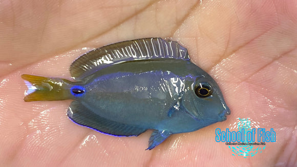 Lieutenant Tang 1.5"