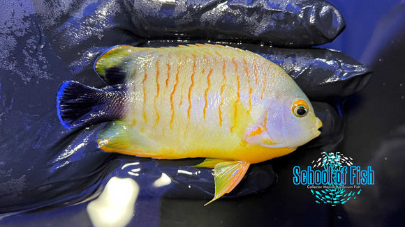 Tigerpyge Dwarf Angelfish Wild