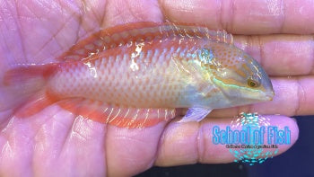 Vivien's Leopard Wrasse Male
