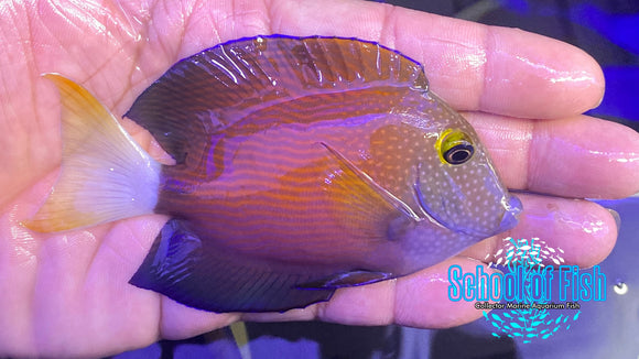 White Tail Bristletooth Tang