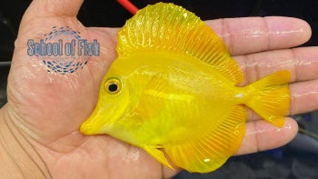Yellow Tang #1 Wild