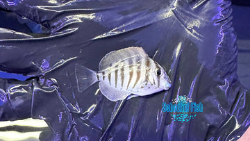 Zebra Tang S1