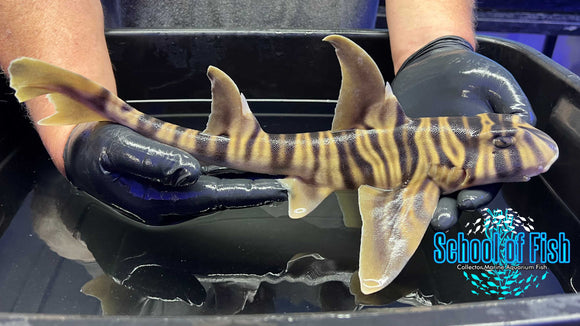 Zebra Horn Shark Female